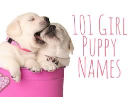 It has a sweet double meaning, because does bark. 101 Girl Puppy Names Pethelpful