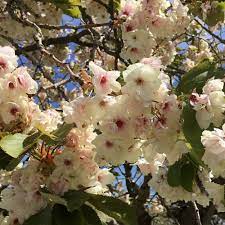 Prunus Ukon Tree Flowering Cherry Tree Prunus Blossom Trees