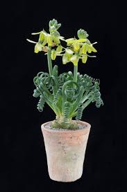 Maybe you would like to learn more about one of these? Albuca Frizzle Sizzle Collectors Corner Garden World Facebook