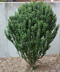Image result for Cornus