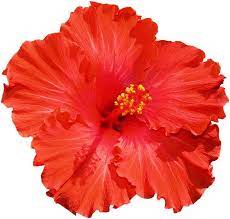 28 Collection Of Joba Flower Clipart High Quality Free Cliparts Hibiscus Image Flower Clipart Hibiscus Clip Art