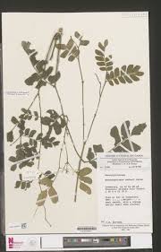 Image result for Scorodophloeus