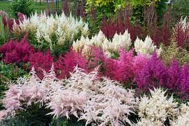 Deadheading astilbe won't encourage new flowers, so you should leave them in place through the fall. Astilbe False Goats Beard Care Growing Horticulture