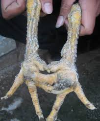 Jenis katuranggan buntel mayit cocok di. Bangkok Boss Kaki Ayam Unggulan