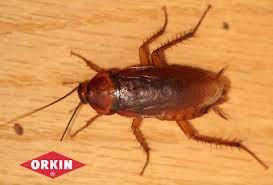Large roaches like american cockroaches can get into your home through the sewer system especially if you have a septic tank. What Are Signs Of A Cockroach Infestation Orkin