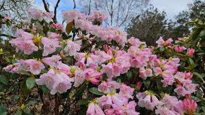 Image result for Rhododendron pulchrum