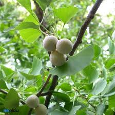 Ginkgo biloba, commonly known as ginkgo or gingko (both pronounced /ˈɡɪŋkoʊ/), also known as the maidenhair tree, is the only living species in the division ginkgophyta, all others being extinct. Ginkgo Biloba Nedir Ne Ise Yarar Faydalari Nelerdir