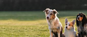 Looking for hotels in manahawkin? Greensboro Dog Boarding Lucky S Pet Resort Day Spa