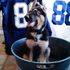 Check spelling or type a new query. Labrador Golden Retriever And German Shepherd Puppies For Sale Home Facebook