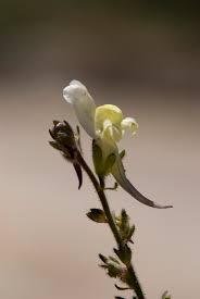 (tutti i diritti riservati) linaria fiori spontanei gialli chiusi nelle loro labbra vistose fiori gialli. Linaria Supina Wikipedia