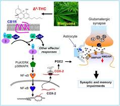 Preventing Marijuana Induced Memory Problems With Otc