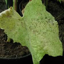 Image result for whitefly in cucumber