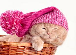 Kedi Gribi Hakkinda Merak Edilen Hersey Veteriner Turkiye