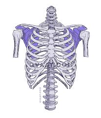 A flail chest is sometimes easier to see when the injured person is lying on his back with his shirt off. How To Draw The Human Back A Step By Step Construction Guide Gvaat S Workshop