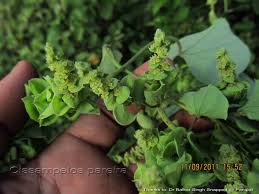 Image result for Cissampelos mucronata