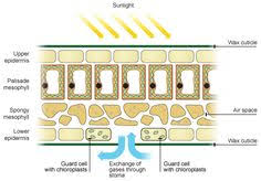 We did not find results for: 7 Me And Study Ideas Leaf Structure Photosynthesis Plant Structure