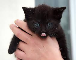 *free* shipping on qualifying offers. Katze Kitte Katzchen Suss Haustier Tier Hauskatze Jungtier Schwarz Baby Katzen Zunge Rausstrecken Pikist