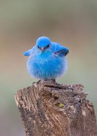 Mountain Bluebird Critters Birds Animals Animals Beautiful