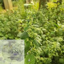 Image result for Mesosphaerum