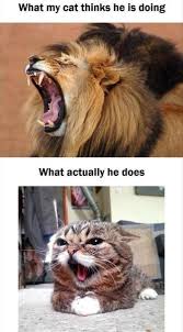 Male African Lion In Africa Funny Animals Cute Funny Animals Animal Memes