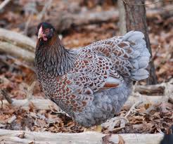 Wyandottes make a great dual function type. Blue Laced Red Wyandotte Dragonfly Farm