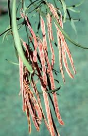 Image result for Acacia pentagona