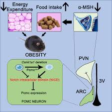 Casein kinase 1α is required to maintain murine hypothalamic  pro-opiomelanocortin expression: iScience