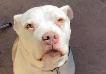 Paint Your Pet & Sip at Four Legs Brewing