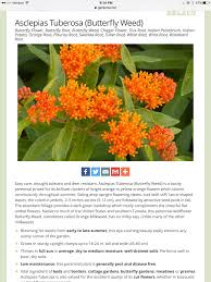 Pin On Garden Asclepius Milkweed