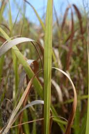 Image result for Imperata