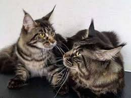 Попытался собрать всю доступную информацию. Mejn Kun V Habarovske Osobennosti Porody I Soderzhaniya Samoj Bolshoj Domashnej Koshki Mk Habarovsk