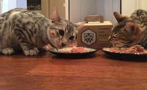 Savage Cat Food Home Facebook