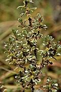 Image result for Rytigynia celastroides