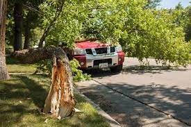 Tree Removal Service Near Me Tree Removal Service Tree Removal Tree Service