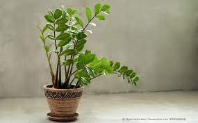 We did not find results for: Zamioculcas Zamiifolia Standort Pflege Giessen Dungen Vermehren Giftig