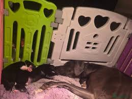 Great Dane Puppies for sale in Doncaster, South Yorkshire