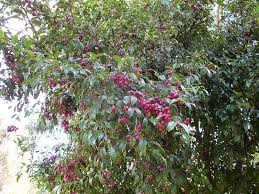 Maybe you would like to learn more about one of these? Brush Cherry Facts And Health Benefits