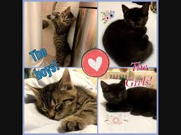 Save time, fill out and print your adopter information sheet. Port Chester Pets Up For Adoption Meet The Gunther Avenue Snow Babies Donna Granola More Port Chester Ny Patch