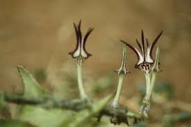 Image result for Ceropegia mirabilis