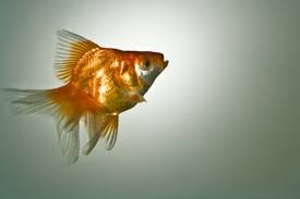 How To Tell If Your Goldfish Is Ready To Lay Eggs Goldfish Science Fair Experiments Pet Goldfish