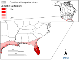 Image result for Asystasia malawiana