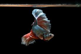 Betta Fight Betta Betta Fish Pet Fish