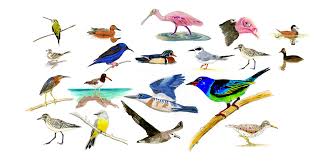 How Many Birds Are In North America Bird Species In North