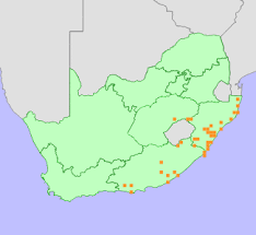 Image result for Aristea abyssinica