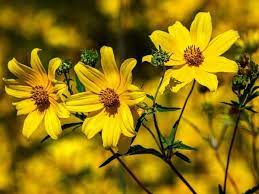 From yellow perennials to yellow annuals, check out our top picks for yellow flowering plants. 43 Types Of Yellow Flowers With Names Meaning And Pictures Florgeous