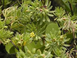 Image result for Suriana maritima