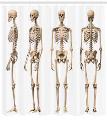 The most complex part of the skeleton is the skull. Ambesonne Human Anatomy Man Male Human Skeleton Skull Different Perspectives Medical Humor Illustration Single Shower Curtain Wayfair