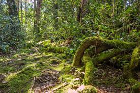 What is the division of forestry in malaysia? Peninsular Malaysian Montane Rain Forests Wikipedia