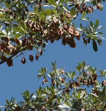 Image result for Terminalia sericea