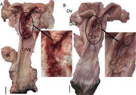 Пенис альпак во время спаривания достал до рогов матки. И повредил половые  пути самки